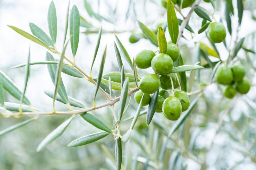 オリーブの木