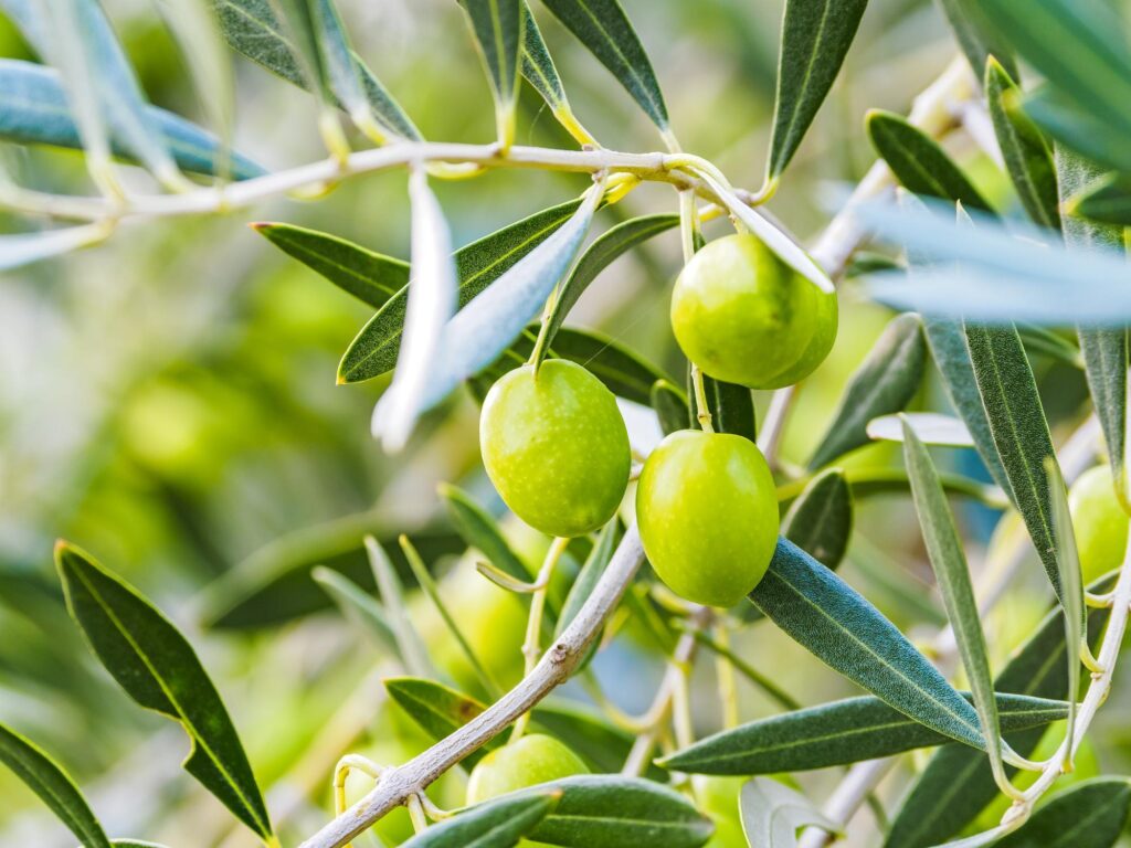 小豆島のオリーブの実