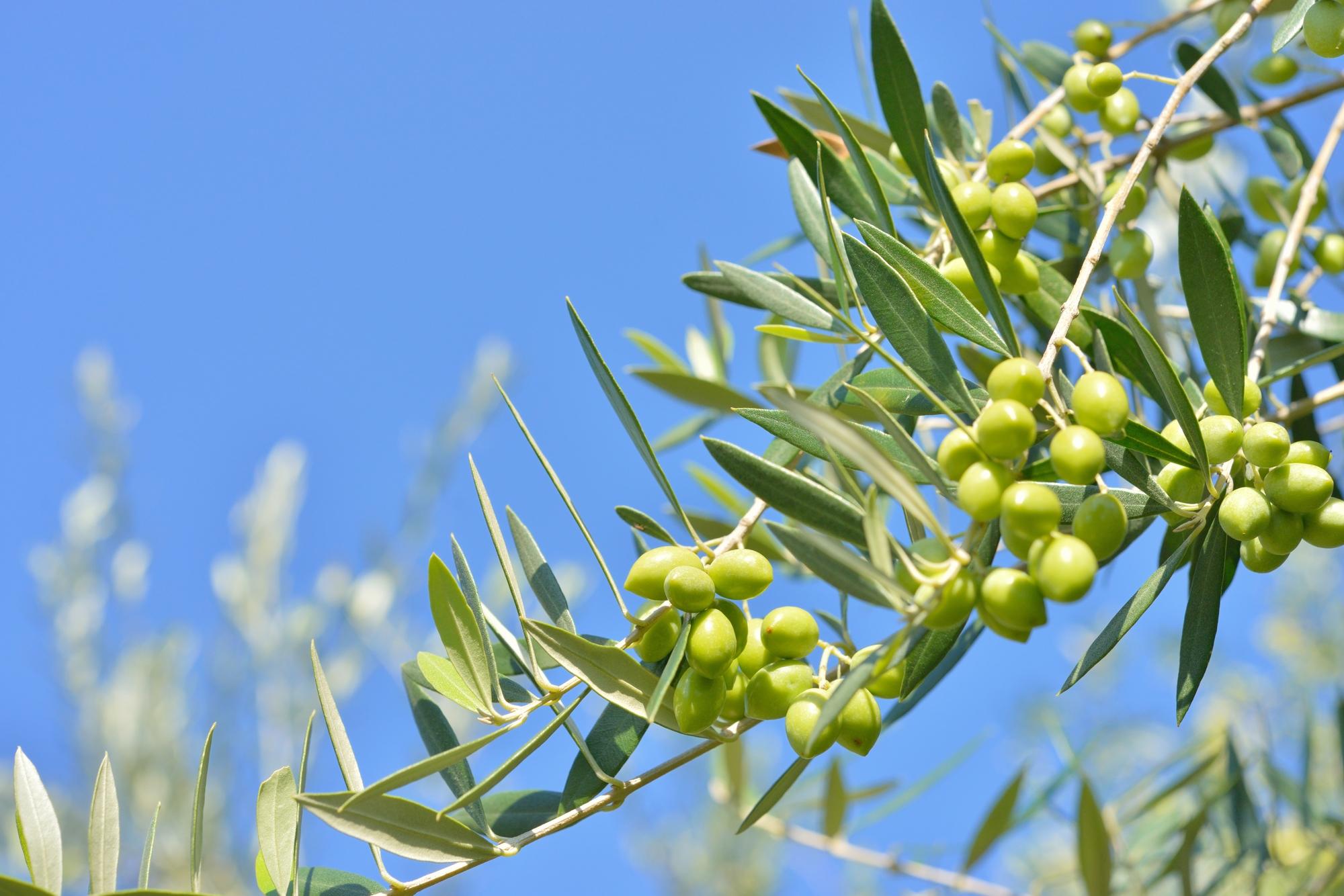 小豆島のオリーブの実
