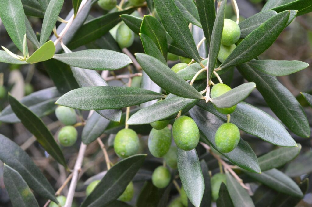オリーブの実