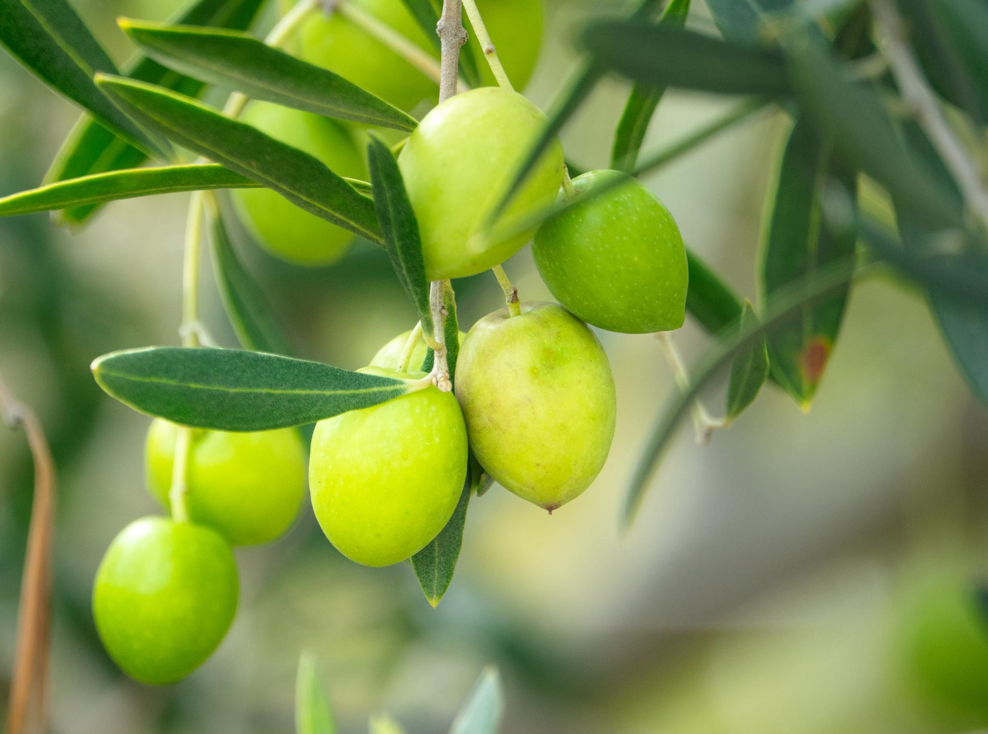 オリーブの実