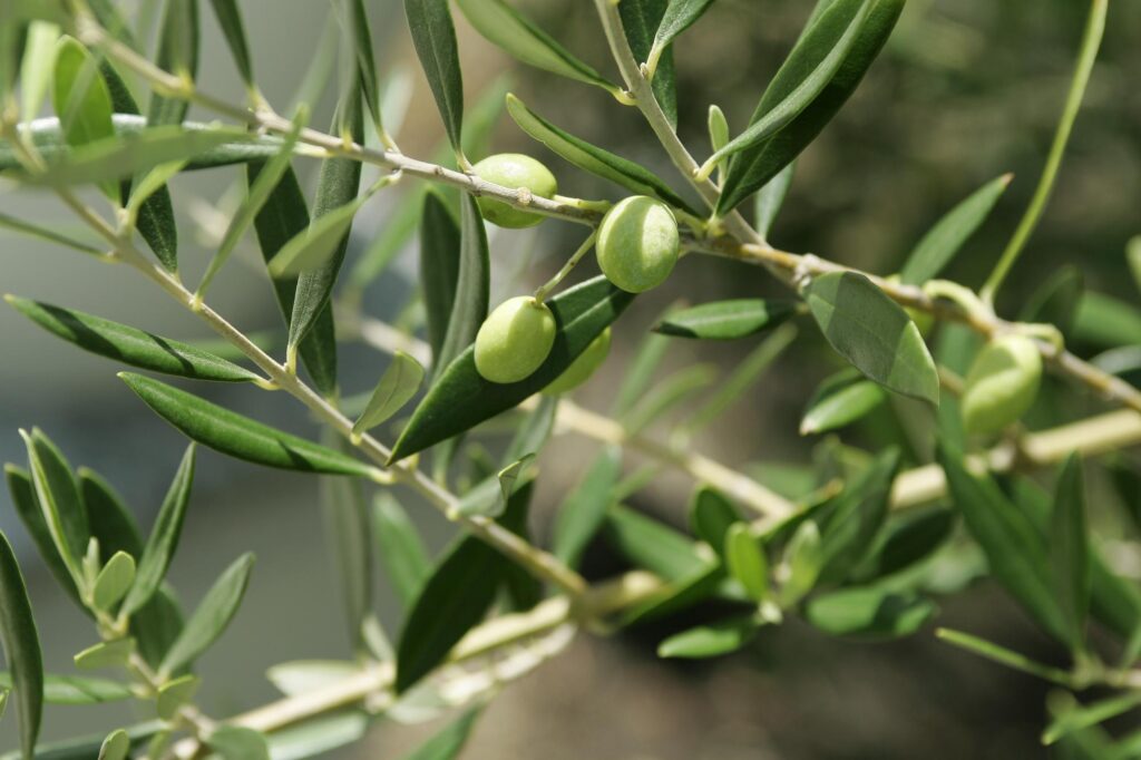 オリーブの木になる実