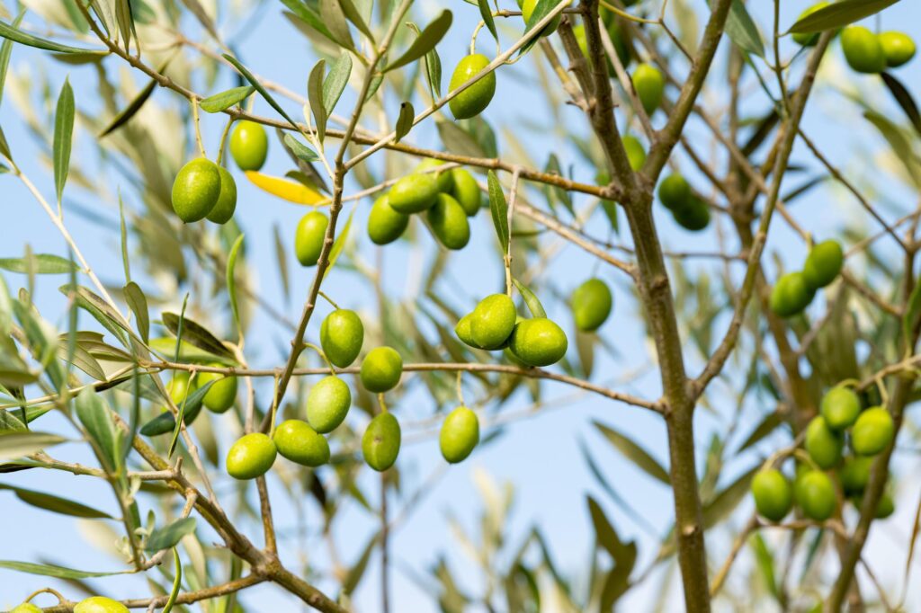 オリーブの木に成る実