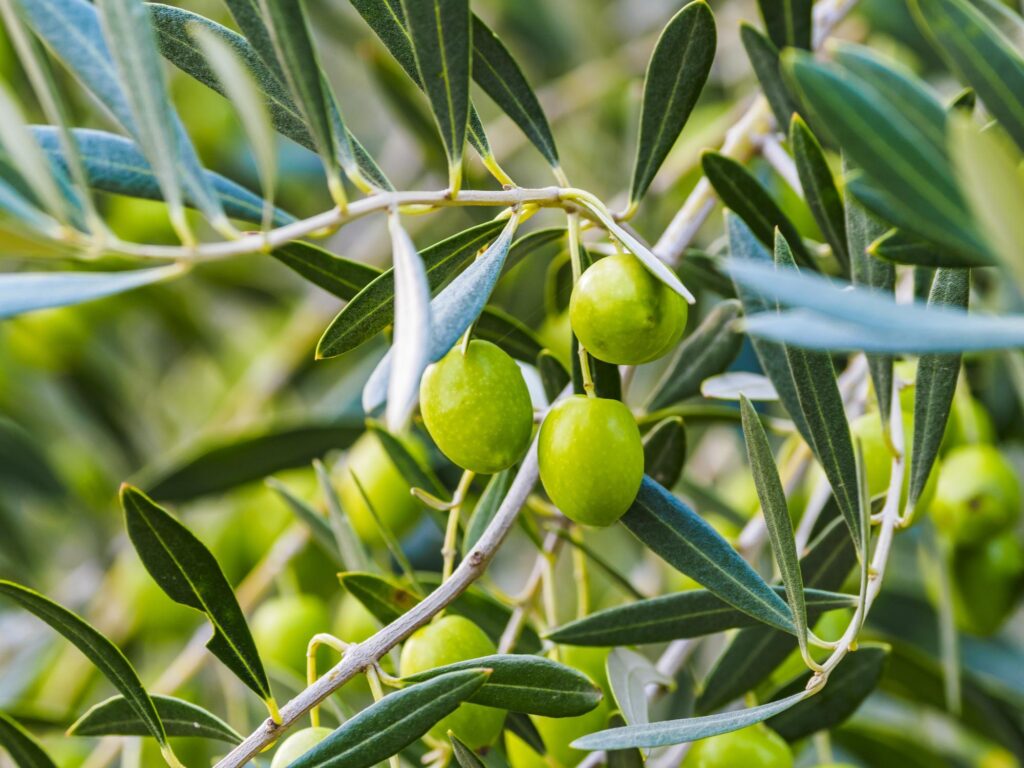 オリーブの木に成る実