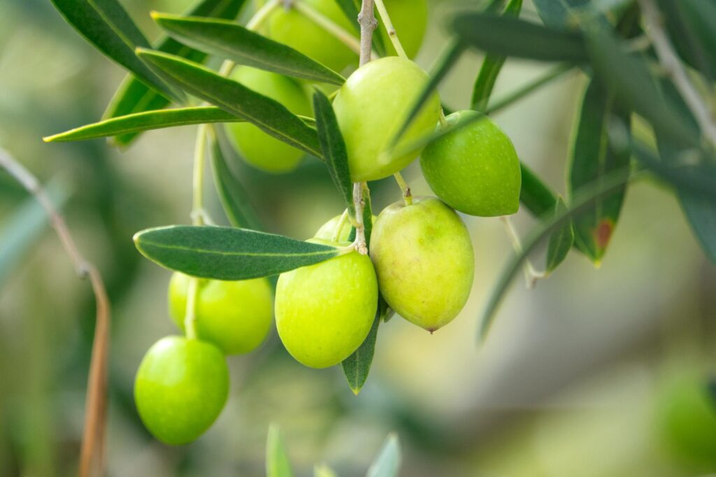 オリーブの木が実る様子